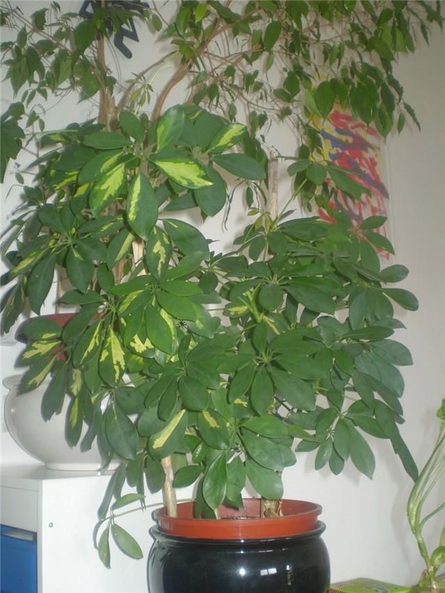 seflera